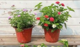 最近爆料新闻视频,视频揭露惊人内幕，真相令人震惊！